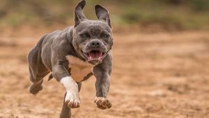 Delhi Horror: Six-Year-Old Loses Ear In Brutal Pitbull Attack, Dog Owner Arrested