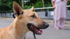 Delhi Stray Management Boost: Three New Shelters, 54,623 Dogs Sterilised