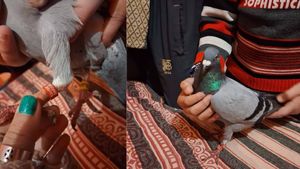 Mystery Pigeon With Red And Yellow Rings Found Near LOC In Jammu, Probe On 