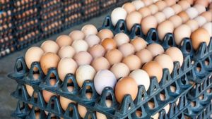 Why Poultry Farmers In Telangana Are Losing Money As Egg Prices Drop Nearly 50 Percent
