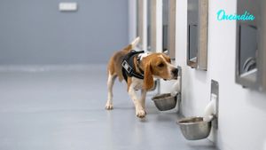 Can Dogs Detect Cancer? Bengaluru Startup Combines AI And Canine Scent Detection With Promising Results
