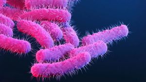 Kerala Battles Shigella Outbreak and Suspected Nipah Case