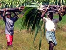 ಕಬ್ಬಿನ ಬೆಲೆ ನಿಗದಿಗೆ ಸಲಹಾ ಸಮಿತಿ ರಚನೆ 