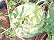 ಖಾಸಗಿ ಕಂಪನಿ ಹಣದ ದಾಹಕ್ಕೆ ಕಲ್ಲಂಗಡಿ ಬಲಿ