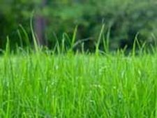 ಇವತ್ತಿನ ಗ್ರಾಸ - grass!