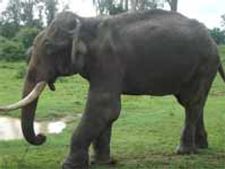 ದುಬಾರೆಯಲ್ಲಿ ಚಿಕಿತ್ಸೆಗಾಗಿ ಕಾದಿದ್ದಾನೆ ಲಕ್ಷ್ಮಣ