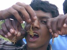 ಹಾವಿನ ಹಬ್ಬದಂದು ಚೇಳಿನ ಜೊತೆ ಸರಸ