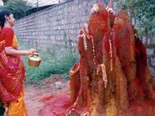 ಹಾವಿಗೆ ಹಾಲು ಎರೆಯುತ್ತೀರಾ? ಪ್ಲೀಸ್ ಗಮನಿಸಿ