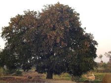 ಎಂಎಲ್ಎ ಕಟ್ಟೆಯ ಮೇಲೆ ಕುಂತವರಿಗೆ ಗೆಲುವು 