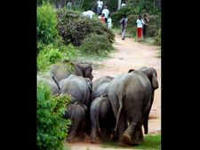 ಚಿತ್ರಗಳಲ್ಲಿ: ಬೆಂಗಳೂರು ಬಿಟ್ಟು ಹೊರಟ ಆನೆಗಳ ಹಿಂಡು