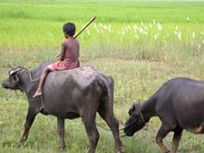 ಸಕಲೇಶಪುರ: ರೈಲಿಗೆ ಸಿಕ್ಕಿ 6 ಎಮ್ಮೆಗಳ ದಾರುಣ ಸಾವು
