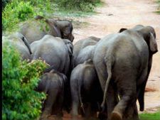 ಕೋಲಾರ : ಮಾಲೂರಿಗೆ ಮತ್ತೆ ಬಂದ ಗಜಪಡೆ!