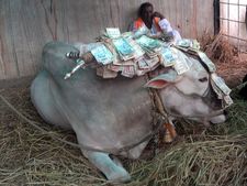 ಚಿಕ್ಕರಸಿನಕೆರೆ ದೈವಿ ಬಸವನಿಗೆ ರೆಸ್ಟ್ ಕೊಡಿ