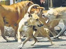 ಮಂಡ್ಯ : ಬೀದಿನಾಯಿಗಳ ದಾಳಿಗೆ ಬಾಲಕ ಬಲಿ