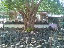 ನೆಲಕ್ಕುರುಳಿದ ಐತಿಹಾಸಿಕ ವಿದುರಾಶ್ವತ್ಥ ಮರ