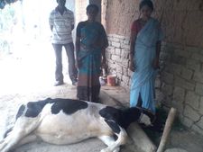 ರಾಮನಗರ : ಹಸುಗಳ ಸಾವು, ಜನರಿಗೆ ಸಂಕಷ್ಟ
