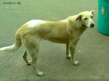 ನಾಯಿ ಜೊತೆ ರತಿಕ್ರೀಡೆ : ವಿಕೃತ ಕಾಮಿಯ ಬಂಧನ
