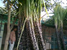 ಸಕ್ಕರೆ ಪ್ರಾಬ್ಲಂ ಬಗೆಹರಿಸಿದ ಸಿದ್ದು ಸರ್ಕಾರ