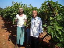 ಭತ್ತದ ಕಣಜದಲ್ಲಿ ದ್ರಾಕ್ಷಿ ಬೆಳೆದು ಗೆದ್ದ ಛಲವಾದಿ