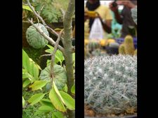 ಬಾಗಲಕೋಟೆ: ಡಿ. 12ರಿಂದ ಬೃಹತ್ 'ತೋಟಗಾರಿಕೆ ಮೇಳ'