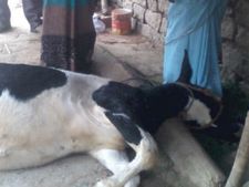 ರಾಯಚೂರು : ಗೋಶಾಲೆಯಲ್ಲಿ 58 ಹಸುಗಳು ಸಾವು