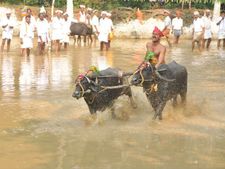 ಕಂಬಳ ಆಚರಣೆಗೆ ಹೈಕೋರ್ಟಿನಿಂದ ಗ್ರೀನ್ ಸಿಗ್ನಲ್