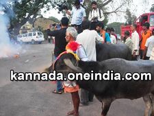 ಕೋಣಕ್ಕೆ ಪೆಟ್ಟಿಲ್ಲದ ಹೊಸ ಕಂಬಳಕ್ಕೆ ಕರಾವಳಿ ಸಜ್ಜು