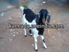 ಮಂಗಳೂರು: ಸಾಕು ಪ್ರಾಣಿಯನ್ನು ಬಿಡದ ಕಾಮಾಂಧರು!