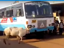 ಸತ್ತ ಕರುವಿಗೆ ನ್ಯಾಯ ಕೇಳುತ್ತಿರುವ 'ಪುಣ್ಯಕೋಟಿ'ಯ ಕಥೆ