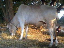 ಹಾಸನದ ಕಬ್ಬಳಿಯಲ್ಲಿ ನ.21ರಿಂದ ರಾಸುಗಳ ಜಾತ್ರೆ