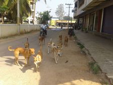 ಮದ್ದೂರಿನಲ್ಲಿ ಬೌಬೌ ದರ್ಬಾರ್, ಆತಂಕಗೊಂಡ ಜನ