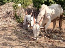 ಕಲಬುರಗಿ : ನಂದಿವನದ ಎತ್ತುಗಳಿಗೆ ಜಿಲ್ಲಾಡಳಿತದ ನೆರವು