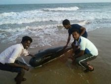 ಸಮುದ್ರ ತೀರಕ್ಕೆ ಬಂದು ಬಿದ್ದ ನೂರಾರು ತಿಮಿಂಗಿಲ