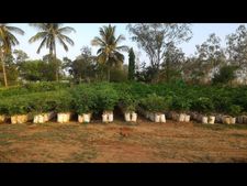 ಬಯಲುಸೀಮೆ ಗೌರಿಬಿದನೂರಲ್ಲಿ ಹಸಿರು ಕ್ರಾಂತಿ