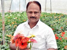 ಬಿಸಿಲ ನಾಡಲ್ಲಿ ಅರಳುತ್ತಿರುವ ಜರ್ಬೆರಾ ಹೂಗಳು!