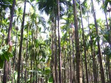 ಅಡಿಕೆ ಧಾರಣೆ ಪಾತಾಳಕ್ಕೆ, ಕಂಗೆಟ್ಟ ಬೆಳೆಗಾರ
