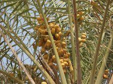 ಉಡುಪಿಯಲ್ಲಿ ಖರ್ಜೂರ ಬೆಳೆದು ತೋರಿಸಿದ ಸಾಧಕ!