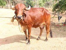ದಲಿತರ ಮೇಲೆ ಹಲ್ಲೆ : ಭಜರಂಗಿಗಳು ಸೇರಿದಂತೆ 7 ಜನರ ಬಂಧನ