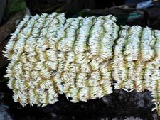 ಉಡುಪಿ ಮಾರುಕಟ್ಟೆಯಲ್ಲಿ ಕುಸಿದ ಶಂಕರಪುರ ಮಲ್ಲಿಗೆ ದರ