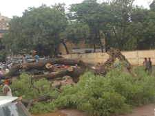 ಹುಬ್ಬಳ್ಳಿಯಲ್ಲಿ ಧರೆಗುರುಳಿದ ನೂರು ವರ್ಷದ ಬೇವಿನ ಮರ