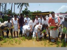 ಅಂಕೋಲಾದ ಗದ್ದೆಗೆ ಇಳಿದು ನಾಟಿ ಮಾಡಿದ ಯಡಿಯೂರಪ್ಪ