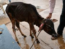ಹುಬ್ಬಳ್ಳಿ: ಕರುವಿಗೆ ಕಾರು ಡಿಕ್ಕಿ, ಮಾರಕಾಸ್ತ್ರಗಳಿಂದ ಹಲ್ಲೆ