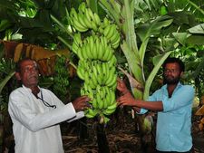 ಕೊಪ್ಪಳ ರೈತನ ಮುಖದಲ್ಲಿ ಕಳೆ ತಂದ ಬಾಳೆ, ತರಕಾರಿ