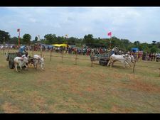 ರೋಮಾಂಚನಗೊಳಿಸಿದ ಜೋಡೆತ್ತಿನ ಗಾಡಿ ಓಟ 