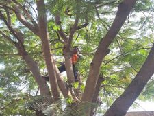 ಮದ್ದೂರು: ಬಾರದ ನೀರಿಗಾಗಿ ಮರ ಏರಿ ಆತ್ಮಹತ್ಯೆಗೆ ಯತ್ನಸಿದ ರೈತ