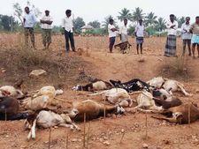 ಮೈಸೂರು: ವಿಚಿತ್ರ ರೋಗಕ್ಕೆ 75ಕ್ಕೂ ಹೆಚ್ಚು ಕುರಿ ಸಾವು