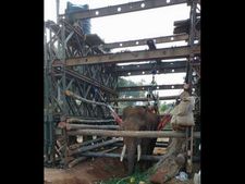 ಕಾಡಾನೆ ಸಿದ್ದ ಚೇತರಿಕೆ, ವೈದ್ಯರ ರಾಜೋಪಚಾರ  