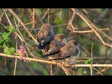 ತರಹೇವಾರಿ ಹಕ್ಕಿಗಳು ಬಂದಿವೆ ತುಮಕೂರಿನ ಮೆಳೇಕೋಟೆ-ಭೀಮಸಂದ್ರ ಕೆರೆಗೆ