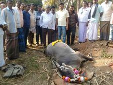ಮಂಡ್ಯ: ವಿಷ ಆಹಾರ ಸೇವಿಸಿ ಸತ್ತವಾ ಜಾನುವಾರುಗಳು?