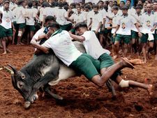 ಜಲ್ಲಿಕಟ್ಟು: ಮದುರೈನ ಅಲಂಗನಲ್ಲೂರಿನಲ್ಲಿ 500 ಜನರ ಬಂಧನ